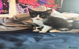 Domestic Shorthair cats for sale: Two female kittens  - Image 1