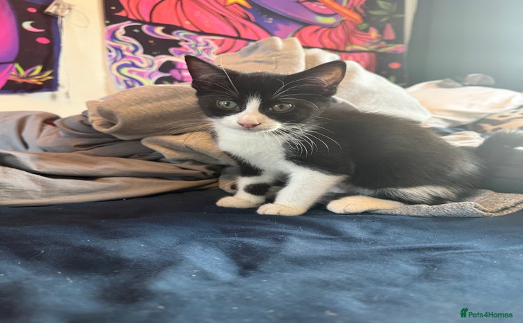 Domestic Shorthair cats - Advert 2