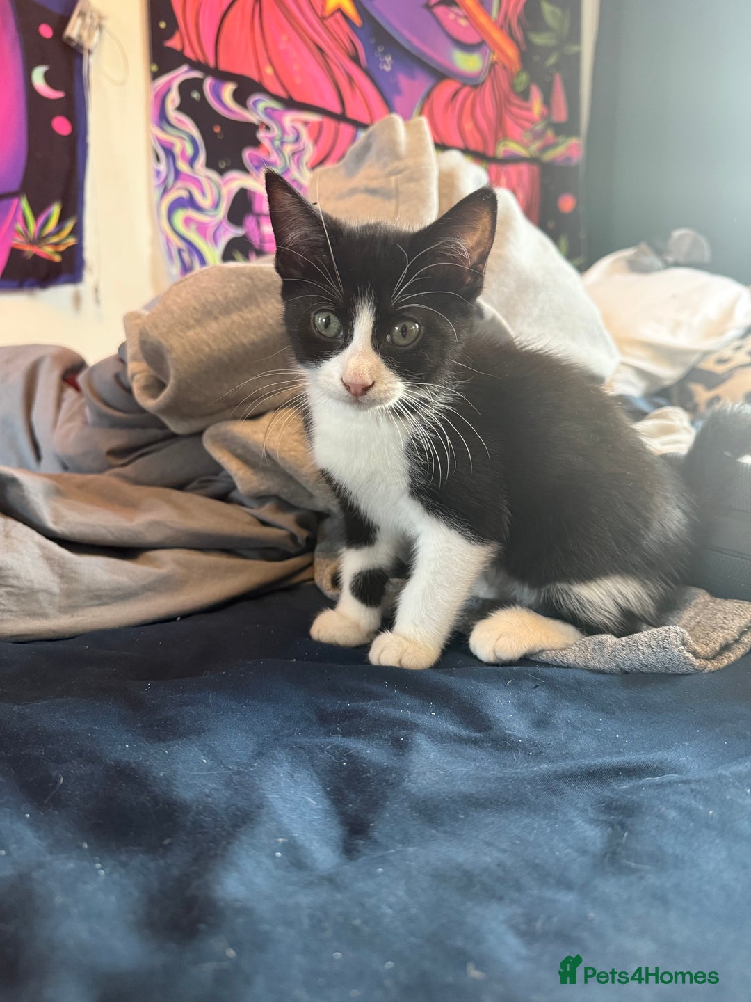 Domestic Shorthair cats for sale: Two female kittens  - Image 1