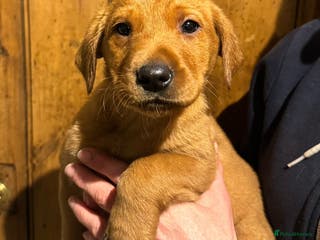 Labrador Retriever dogs Beautiful KC registered Labrador Retrievers - Advert 3