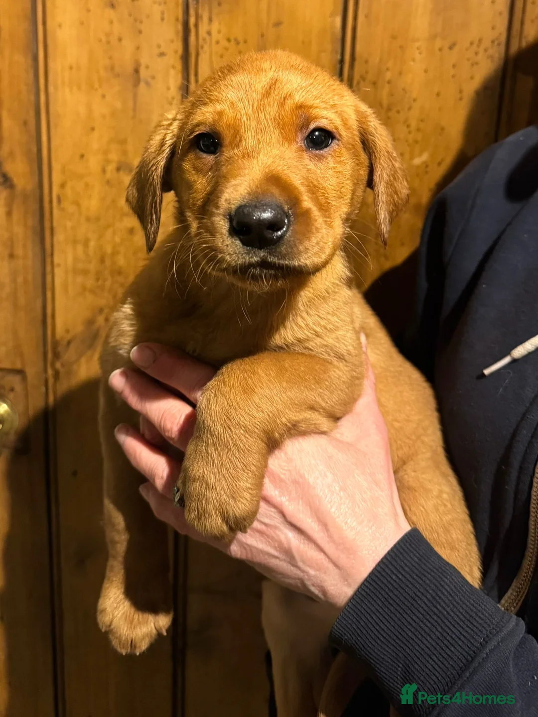 Labrador Retriever dogs for sale: Beautiful KC registered Labrador Retrievers - Advert 1