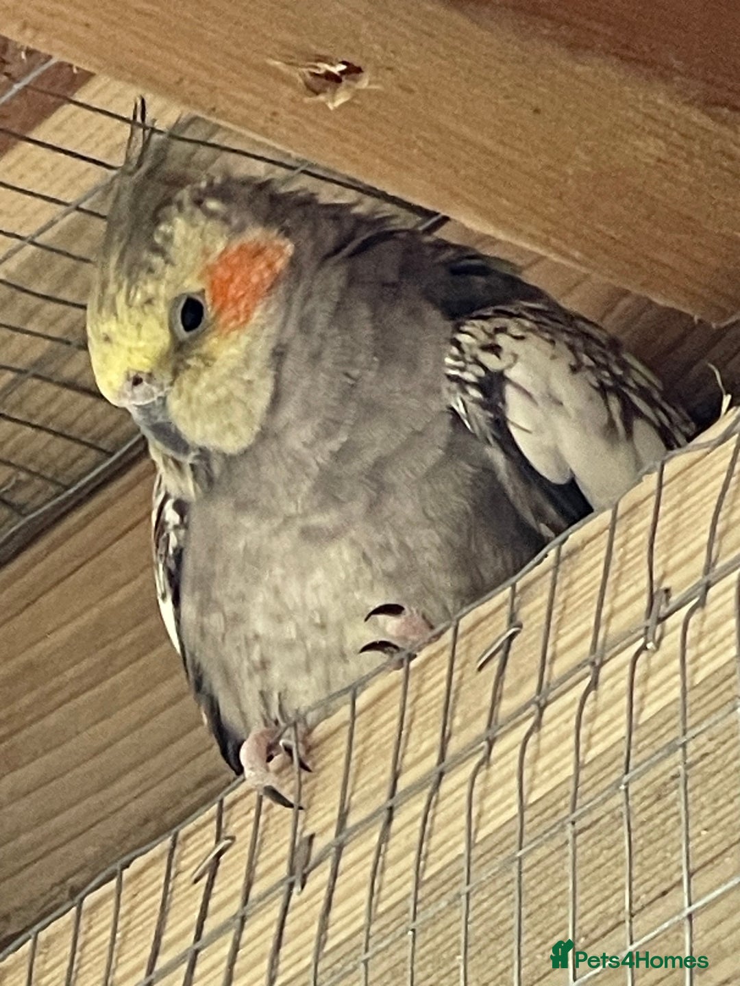 Cockatiels birds for sale: Cocatiels x6 - Image 4