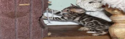 Bengal cats for sale: Last Boy Left! Brown Rosette Bengal Kitten! - Advert 5