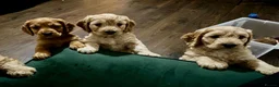Cockapoo dogs for sale: Red and apricot miniature Cockapoo puppies  in Denbigh - Advert 22