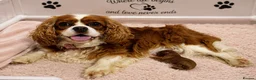Cavapoo dogs for sale: Extensively Health Tested Thearpy Cavapoos in Portsmouth - Advert 12