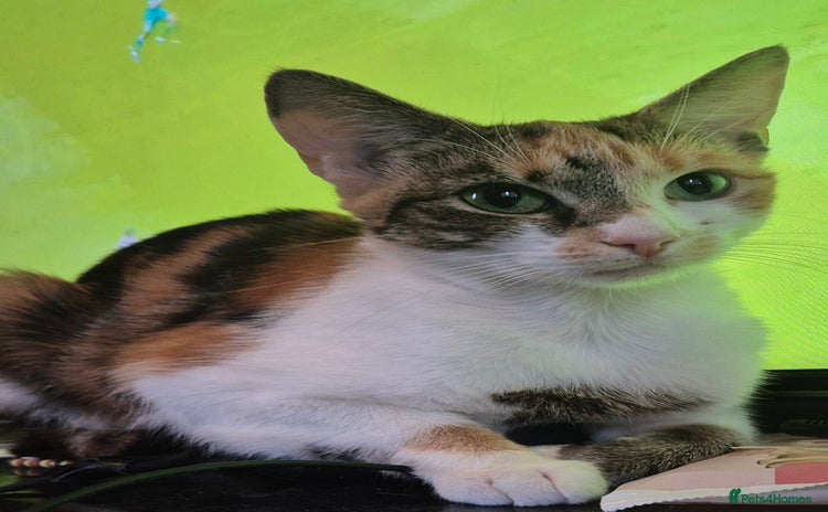Mixed Breed cats - Advert 2
