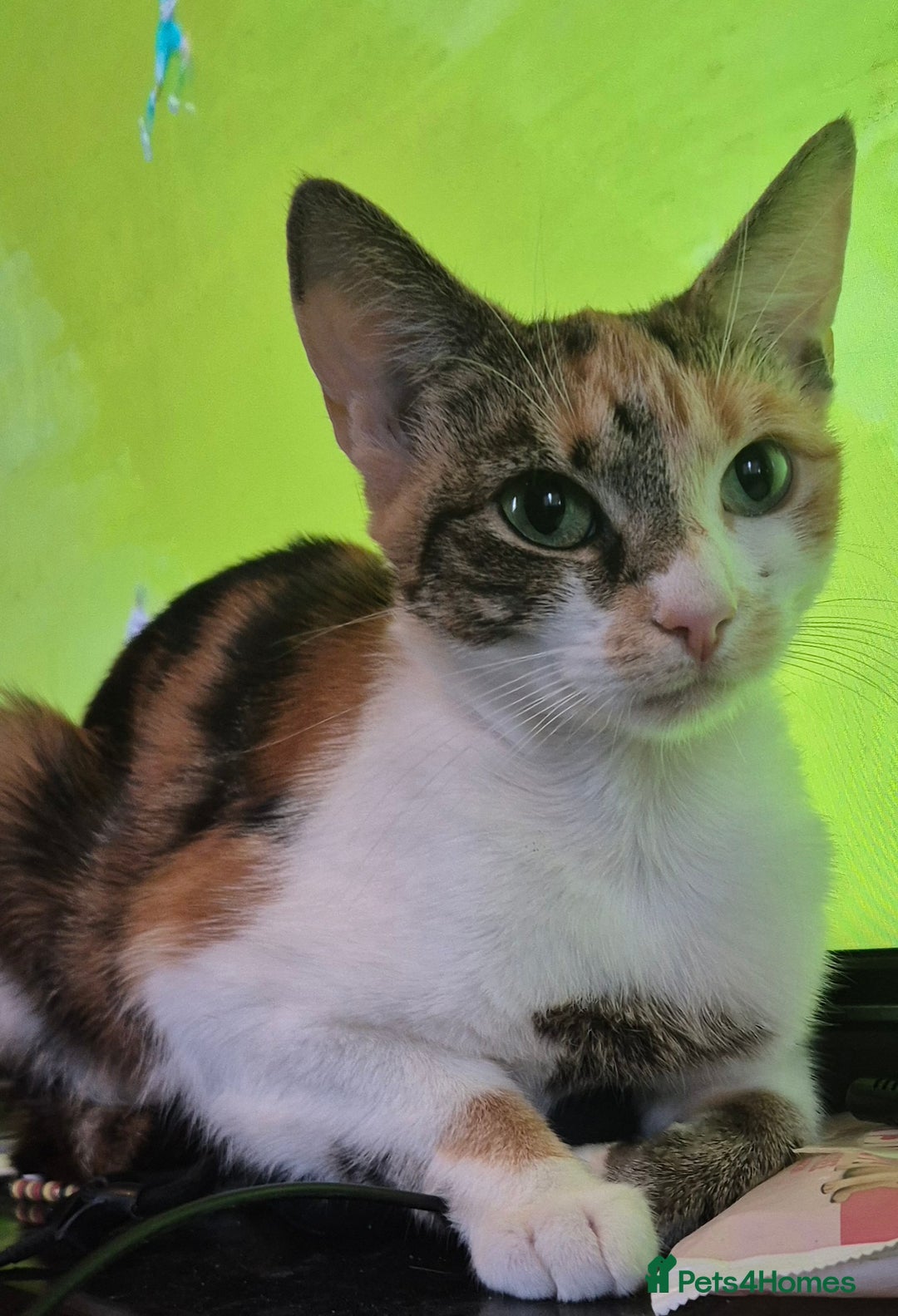 Mixed Breed cats for sale: 2 year old Female Calico Cat  - Image 1