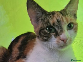 Mixed Breed cats 2 year old Female Calico Cat - Advert 1