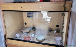 Leopard Gecko reptiles for sale: Leopard Gecko 16mnths old Female - Advert 3