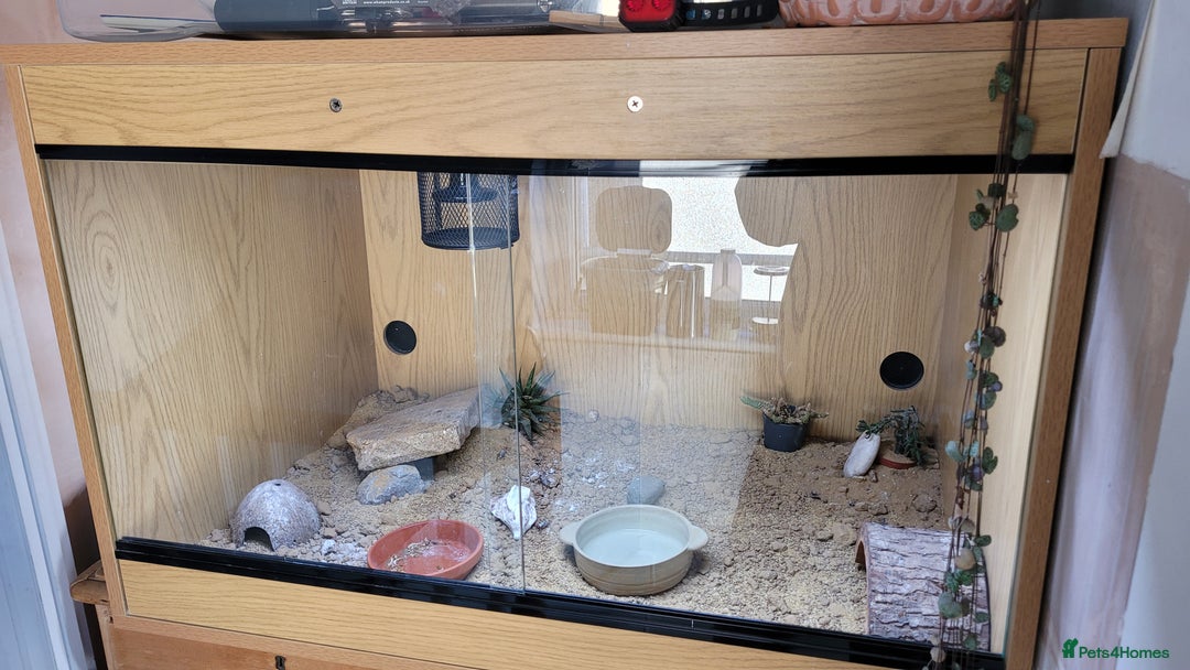 Leopard Gecko reptiles for sale: Leopard Gecko 16mnths old Female - Advert 3