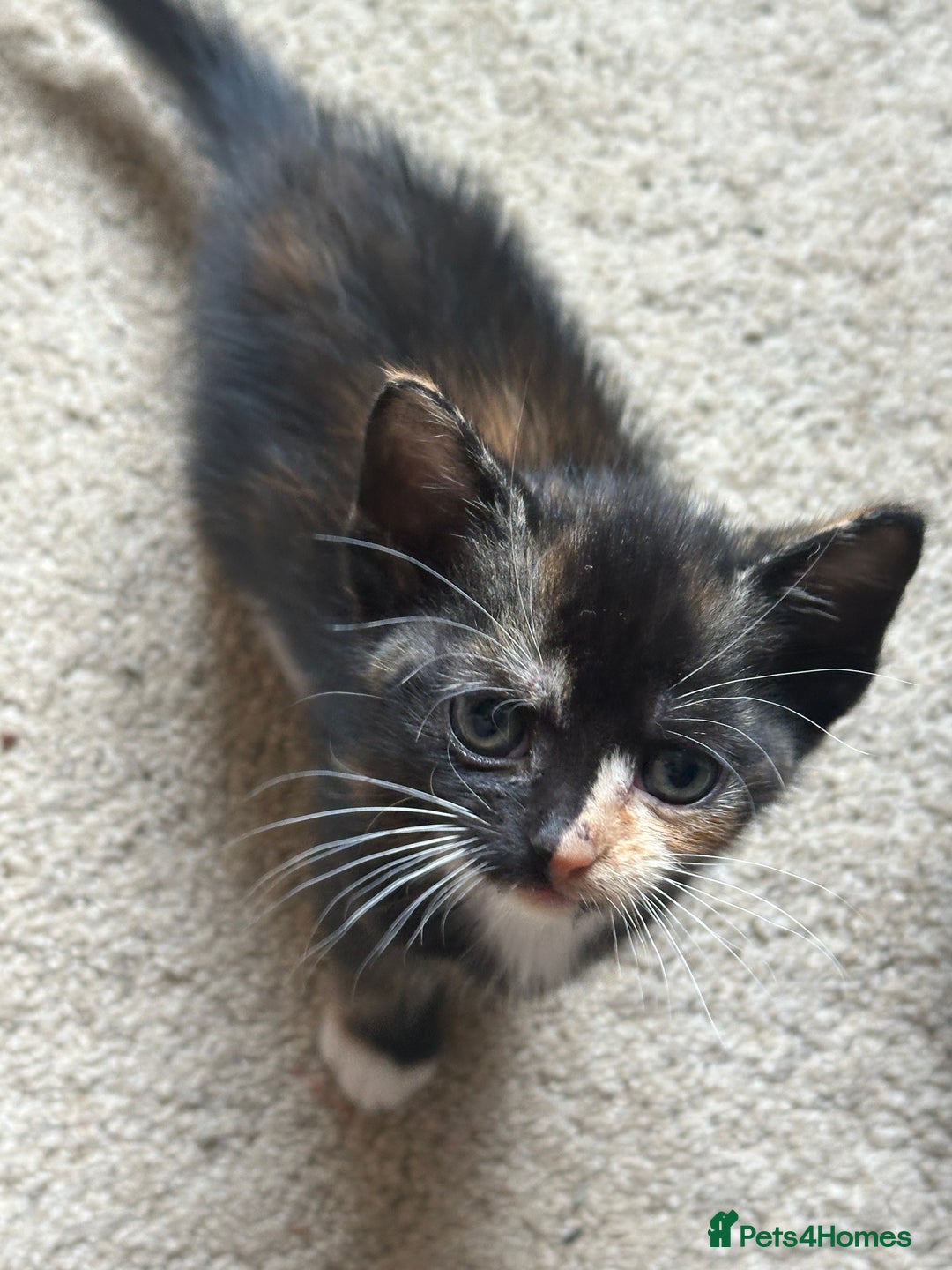 Mixed Breed cats for sale: 3 beautiful playful kittens  - Image 19
