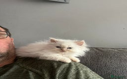 Persian cats for sale: Beautiful Persian/Ragdoll kittens - Image 4