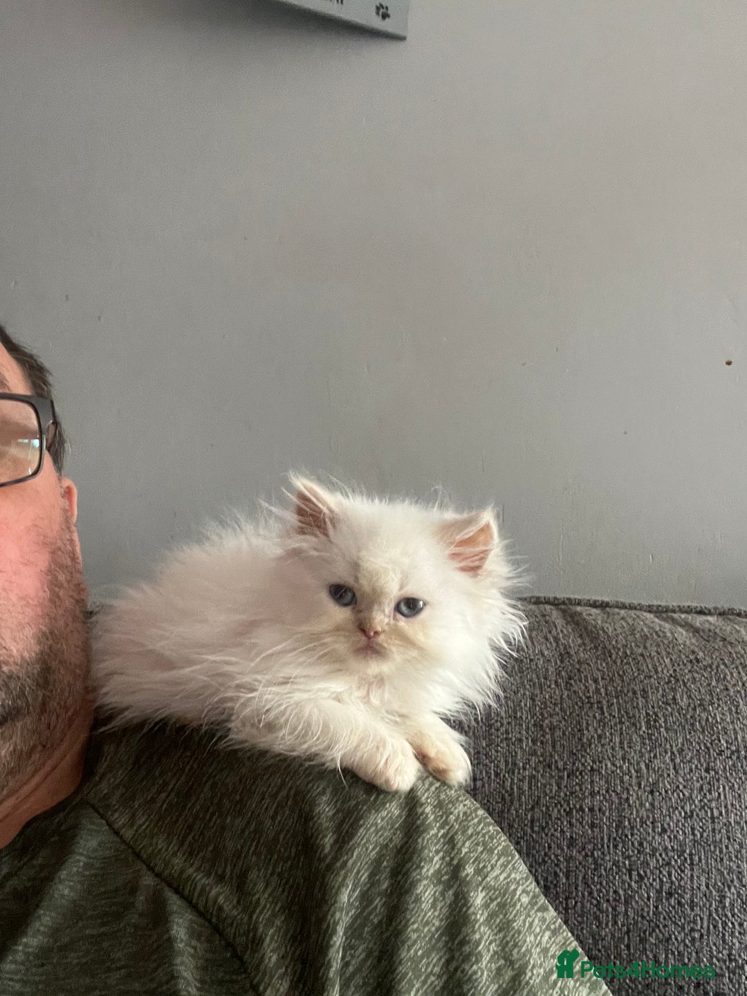 Persian cats for sale: Beautiful Persian/Ragdoll kittens - Image 4