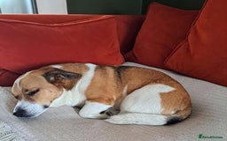 Mixed Breed dogs for adoption: Rescue dog Bibi is looking for her second chance - Image 3