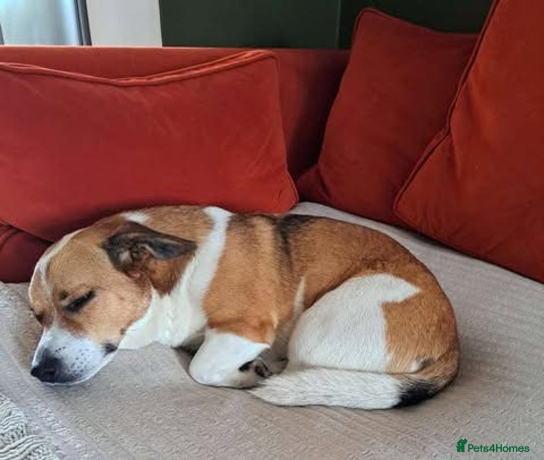 Mixed Breed dogs for adoption: Rescue dog Bibi is looking for her second chance - Image 3