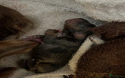 Miniature Dachshund dogs for sale: Long hair miniature dachshund  - Image 6