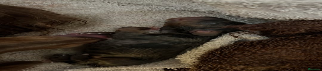 Miniature Dachshund Puppy 1