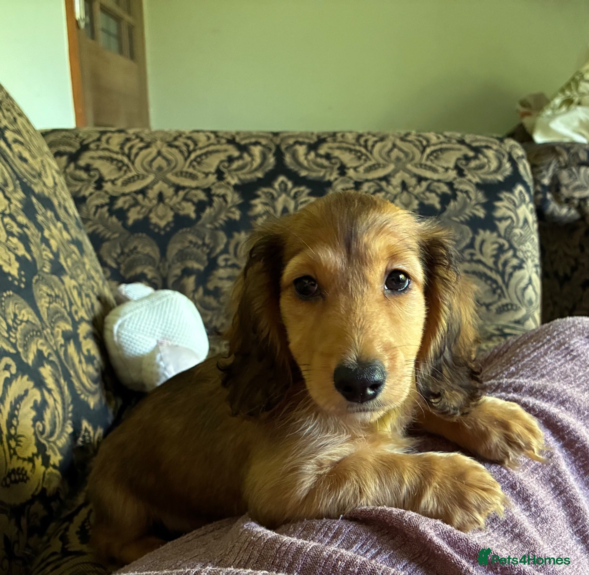Miniature Dachshund dogs GORGEOUS KC reg PRA CLEAR MINI DACHSHUND PUPPIES - Advert 2