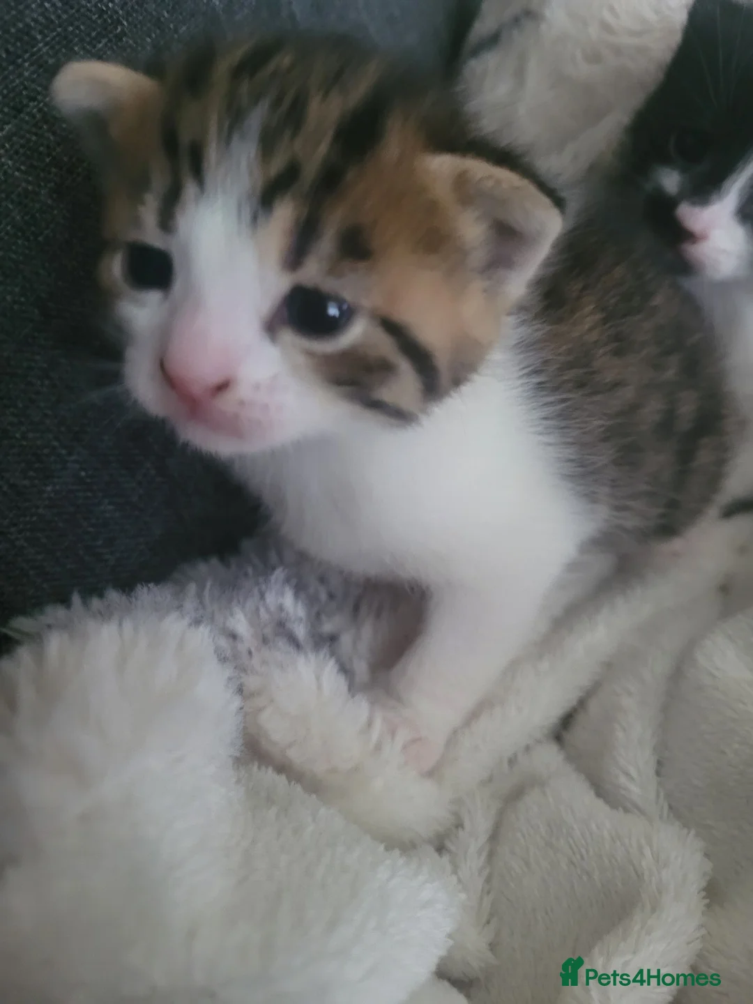 Mixed Breed cats for sale: Can't afford to keep and to many to manage  - Advert 2