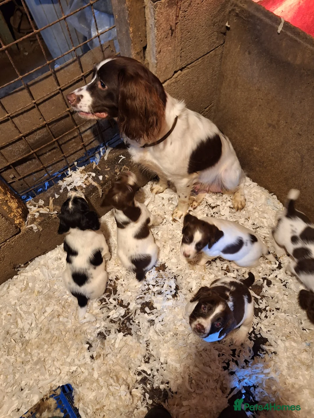 English Springer Spaniel dogs for sale: English springer spaniel  in Neath - Advert 1