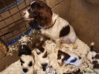 English Springer Spaniel dogs English springer spaniel - Advert 16