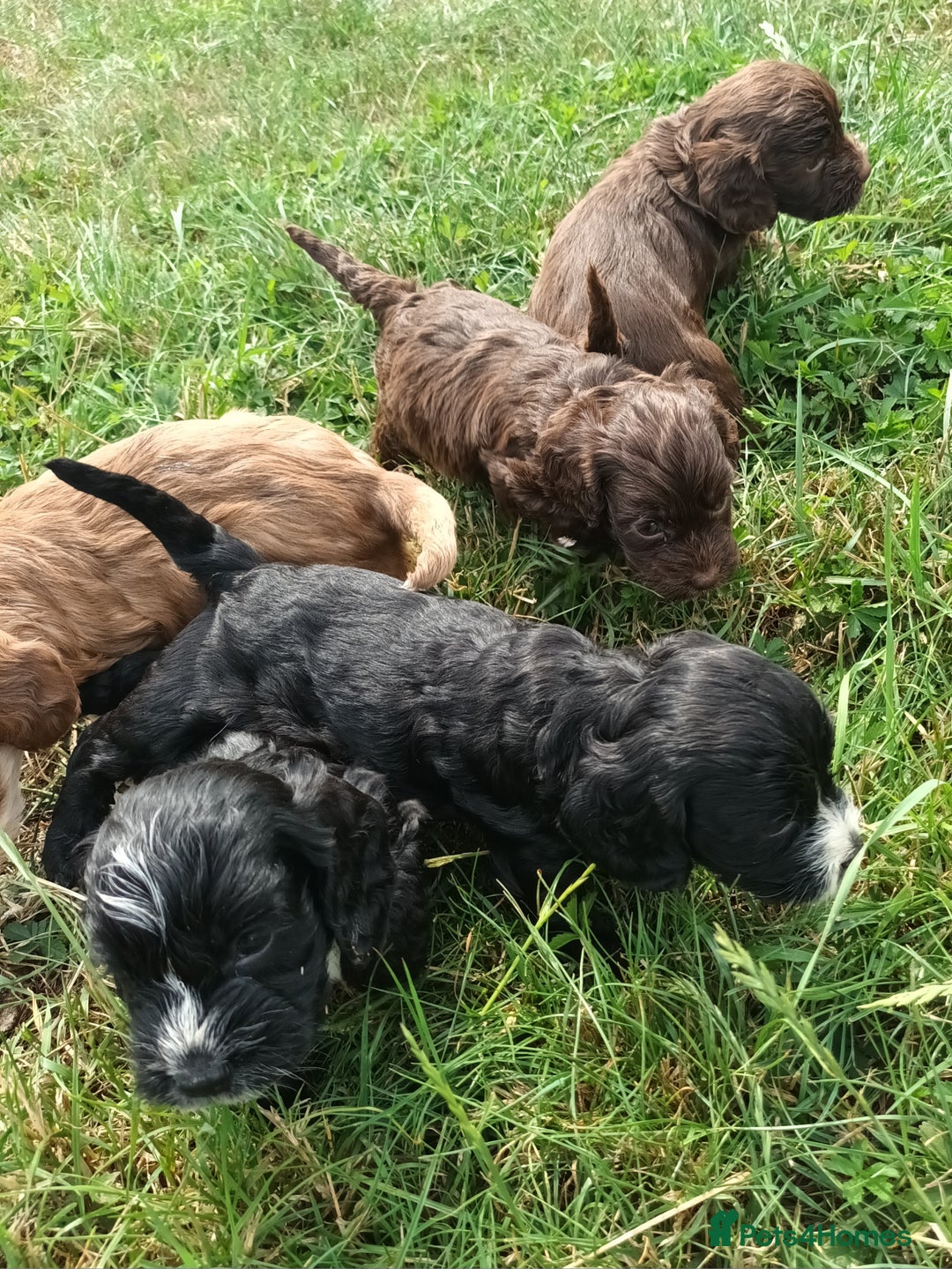 Cockapoo dogs for sale: 🐾 Brilliant Cockalier-a-Poo Puppies! 🐾 - Image 8