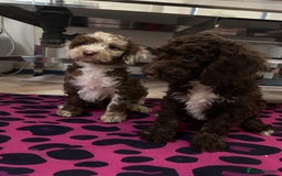 Cockapoo dogs for sale: Cockapoos ready now  - Image 21