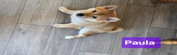 Japanese Shiba Inu dogs for sale: 3 stunning Shiba Inu puppies  - Advert 14
