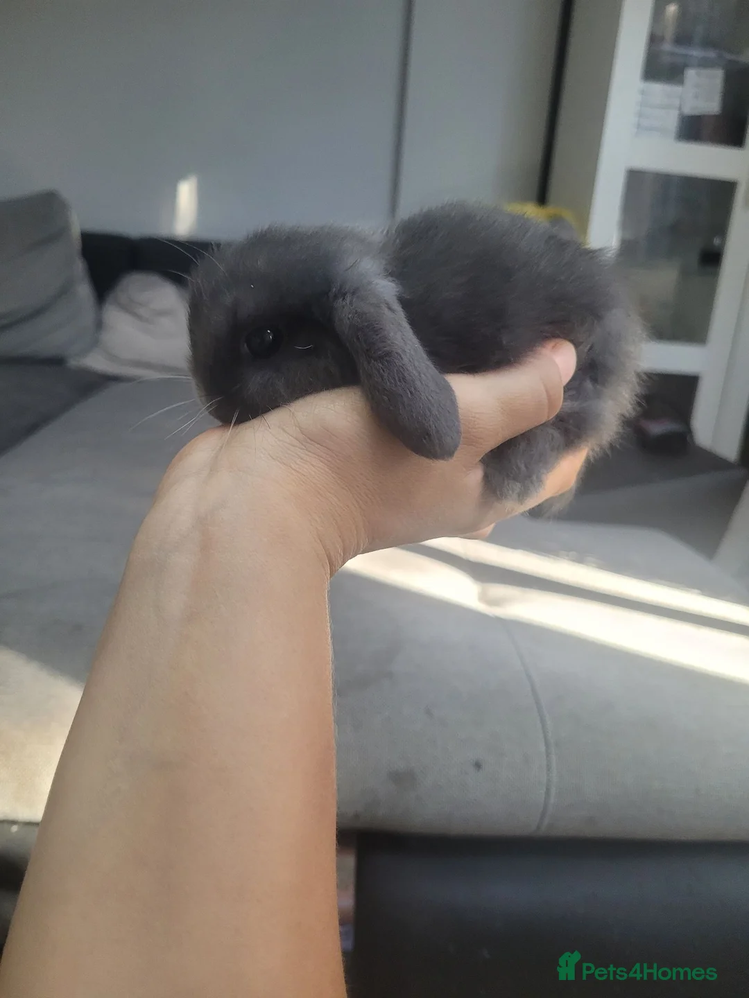 Mini Lop rabbits for sale: Mini lop bunny's 🐰 3 left - Advert 11