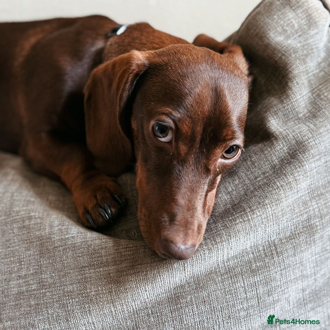 Miniature Dachshund dogs for sale: Miniature Dachshund  - Image 2
