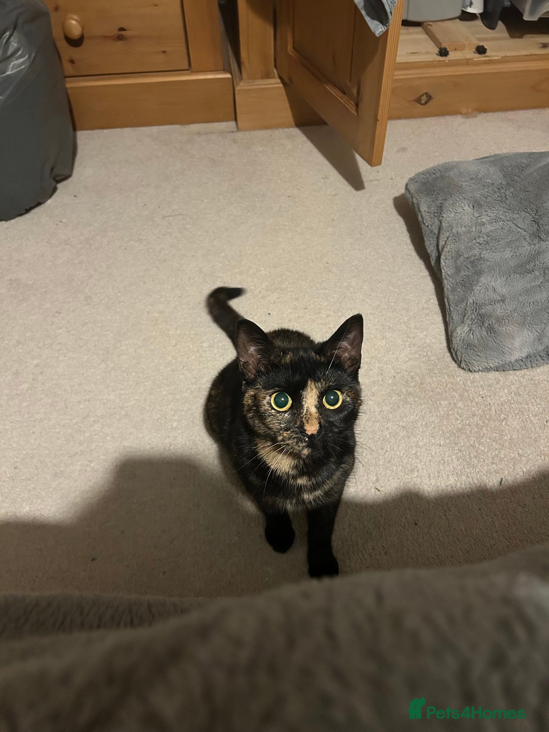 Mixed Breed cats for sale: Mocha the tortie  - Advert 2