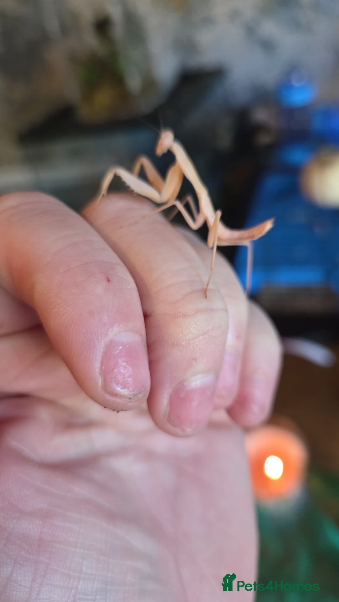 Praying Mantis invertebrates for sale: Timor shield mantis - Advert 2