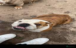 English Bulldog dogs for sale: English bulldog Lola  - Image 2