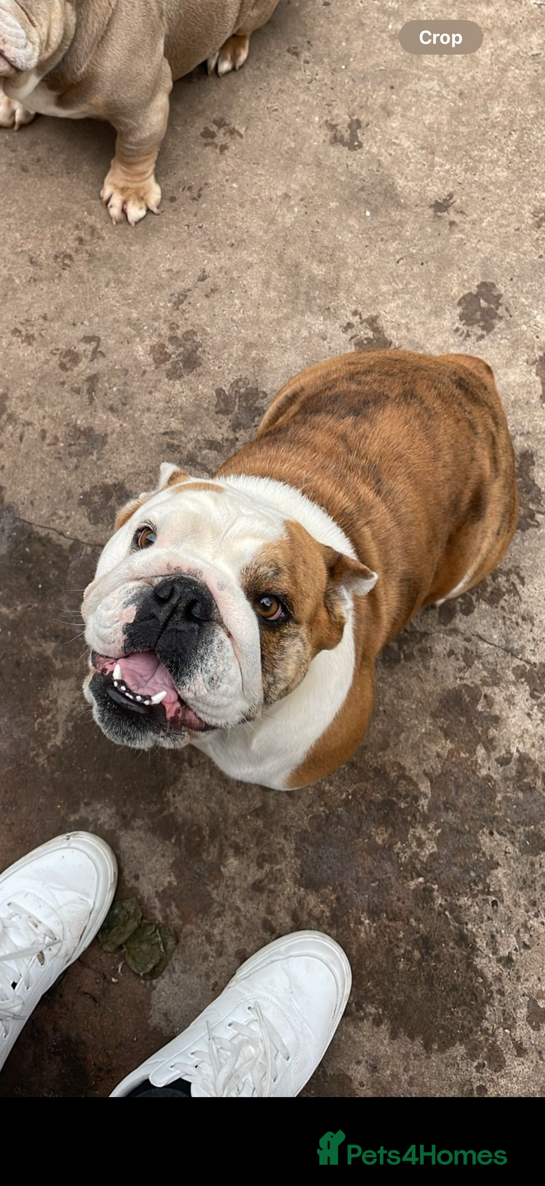 English Bulldog dogs for sale: English bulldog Lola  - Image 2