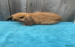 Mini Lop rabbits for sale: Mini lop babies ready to go - Image 5