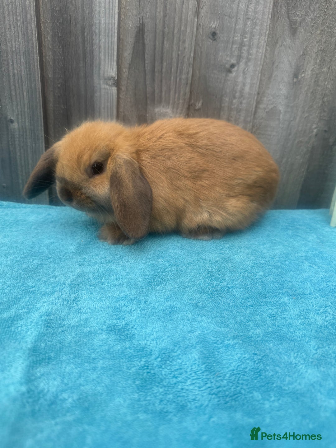 Mini Lop rabbits for sale: Mini lop babies ready to go - Image 5