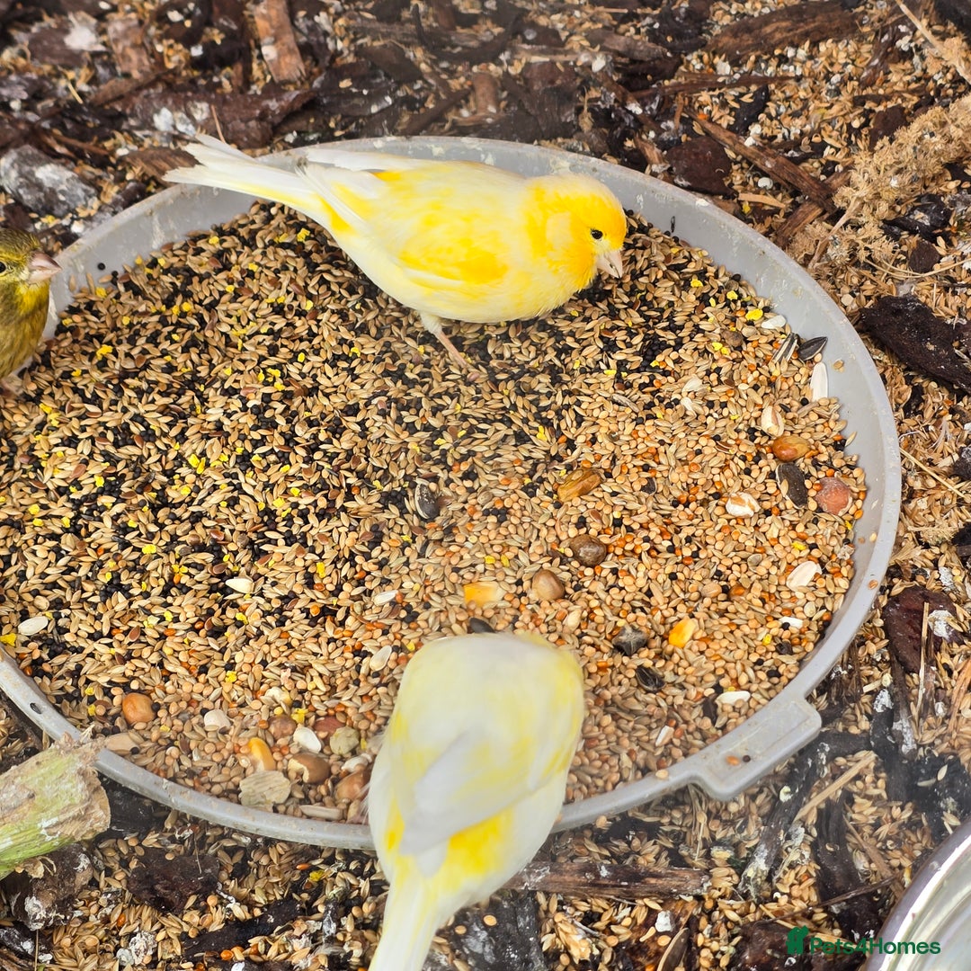 Canaries birds for sale: 8 canaries male and female and some baby  - Image 6