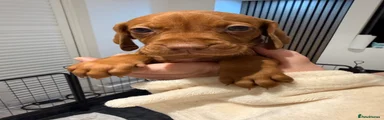 Hungarian Vizsla 4