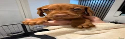 Hungarian Vizsla dogs for sale: Exceptional Hungarian Vizsla Puppies - Advert 8