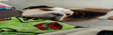 American Bulldog 1