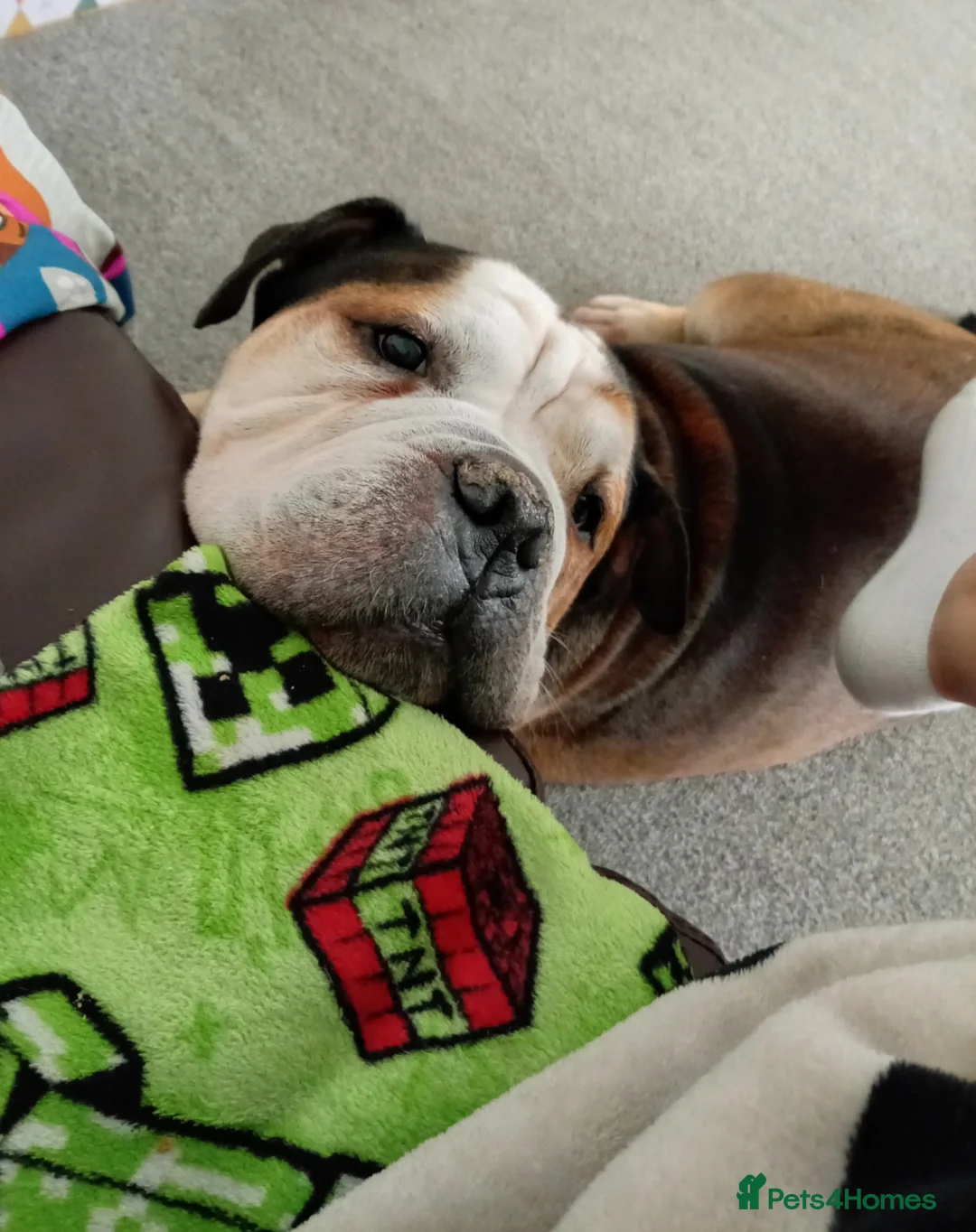 American Bulldog dogs for sale: 5 year old American bulldog in Wolverhampton - Advert 3