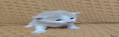 Maine Coon Kitten 2