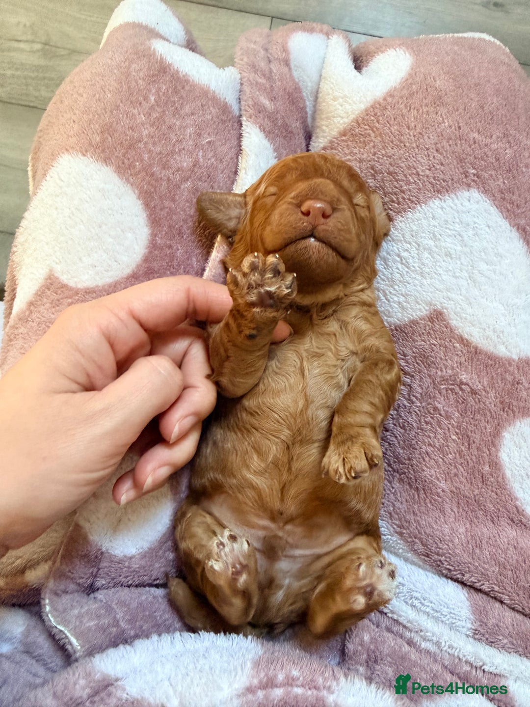 Miniature Poodle dogs for sale: Kc reg mini poodle 5 generation pedigree - Advert 11