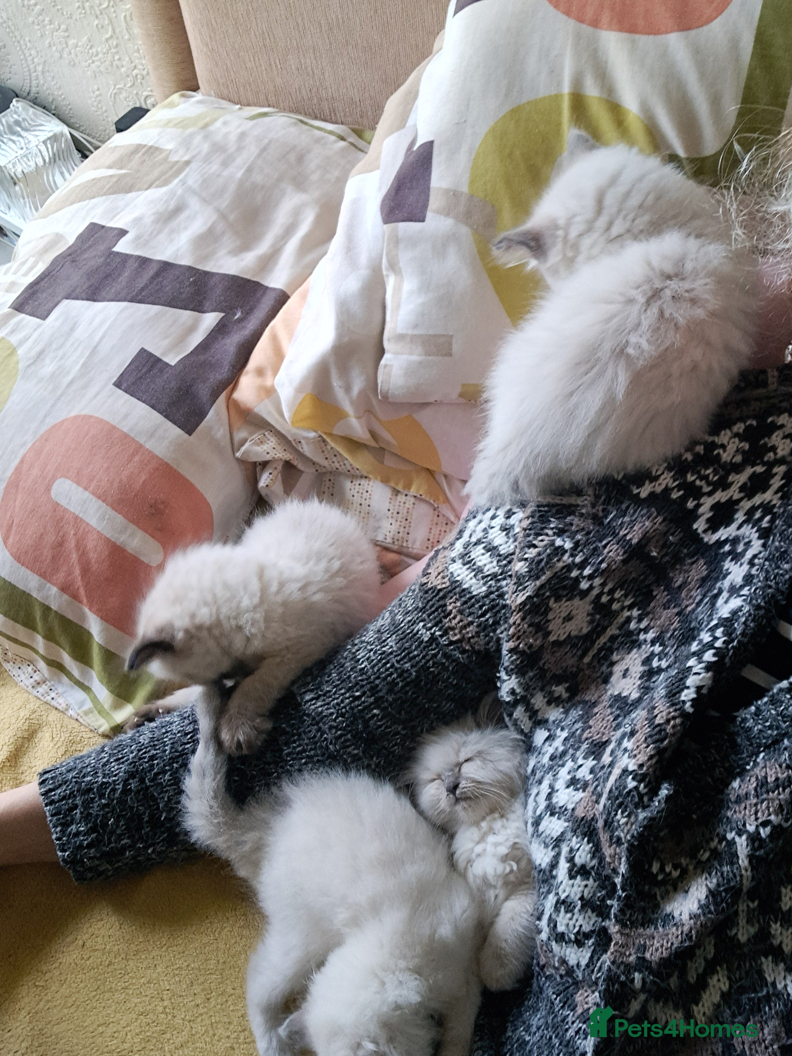 Ragdoll cats Pure bred beautiful Ragdoll kittens - Advert 2