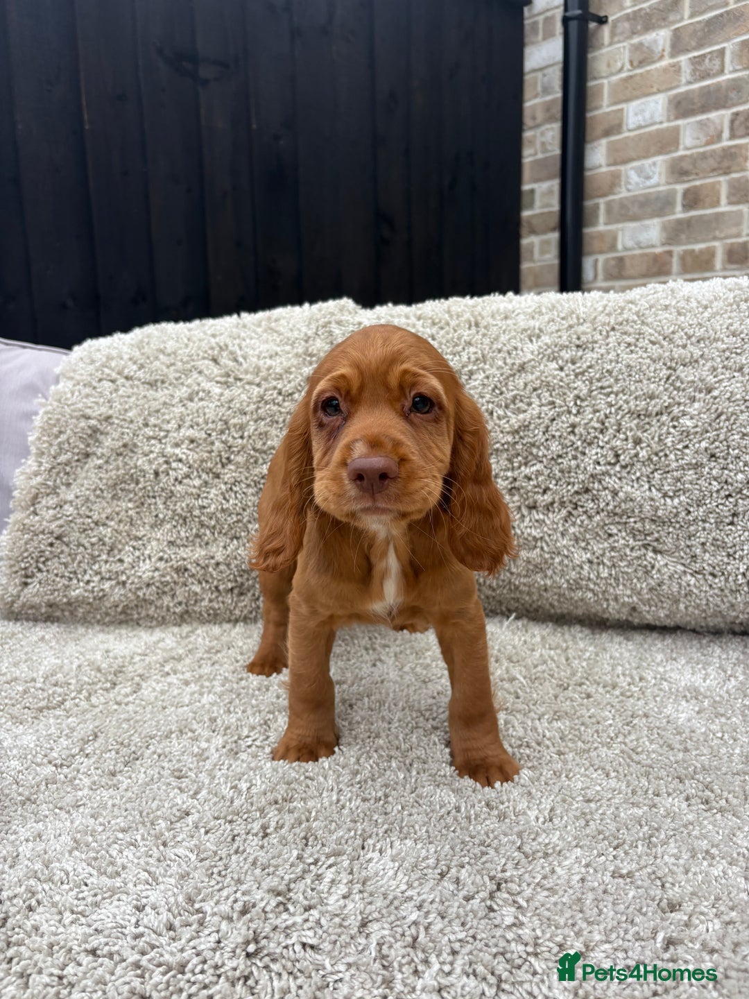 Cocker Spaniel dogs for sale: 2 beautiful red working cocker spaniels  - Image 4