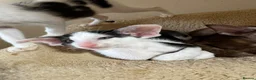 Oriental cats for sale: Pedigree GCCF Oriental Kittens  - Advert 12