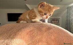 Domestic Shorthair cats for sale: 🐾Sorry….All REHOMED now 🥰 🐾 - Advert 33