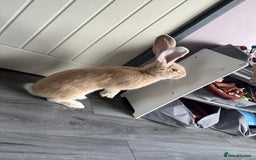 Continental Giant rabbits for sale: Male and female  - Image 1