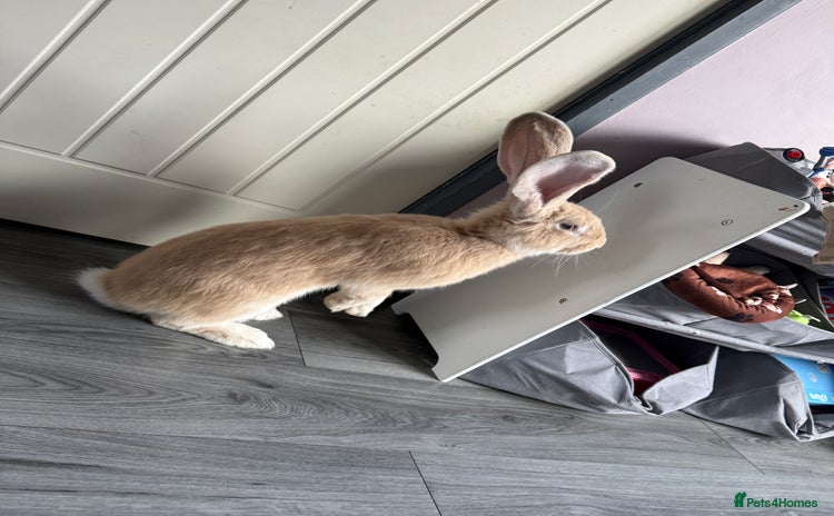 Continental Giant rabbits - Advert 1