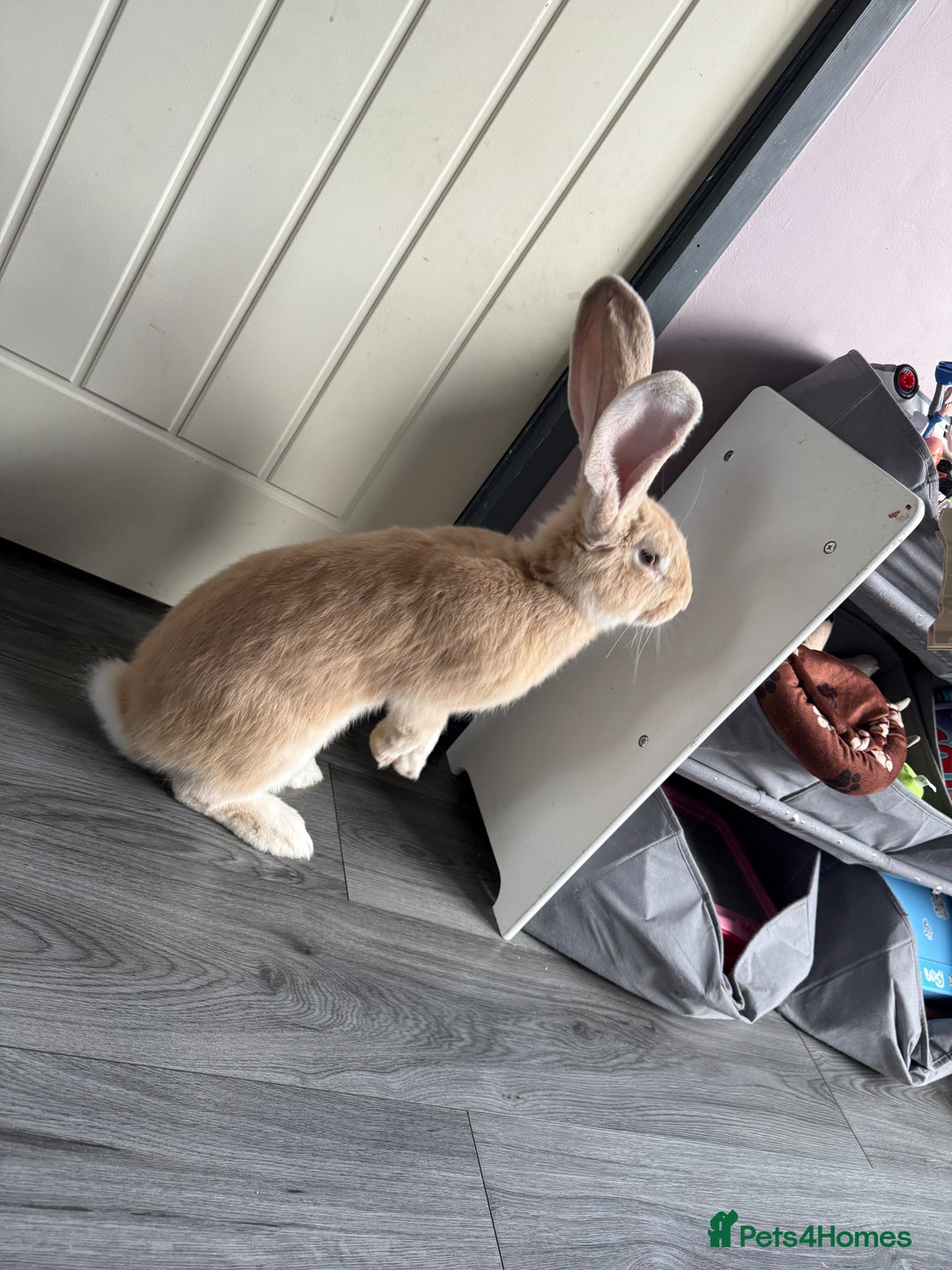 Continental Giant rabbits for sale: Male and female  - Image 1